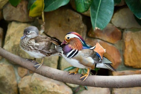 mandarin ducks, ducks, pair-458069.jpg